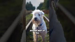 What is it like to train Soft Coated Wheaten Terrier [upl. by Lough810]