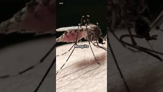 When the British Mosquito Shocked by the 1st Fighter Jet in the World [upl. by Adnarahs41]