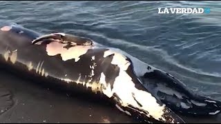 Atienden hallazgo de cría de ballena rorcual muerta en Baja California [upl. by Cummings]