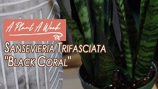 Sansevieria Trifasciata quotBlack Coralquot Care  A Plant A Week [upl. by Clarabelle896]