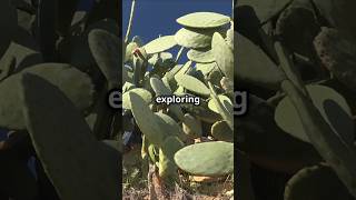 How Cacti Survive Without Water facts cactus science [upl. by Glinys]