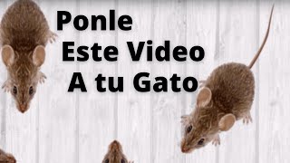 Entretenimiento para Gatos  Video Para Gatos con Ratones para Jugar  Video For Cats [upl. by Brade]