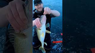 BIG Walleye Ice Fishing walleye walleyefishing conservation fishing icefishing minnesota fish [upl. by Donavon467]