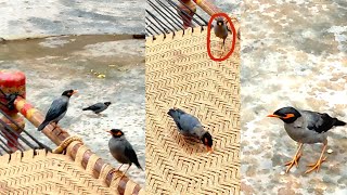 Amazing Myna Birds Feed  Mynah talking with baby [upl. by Ojok]