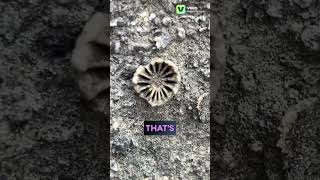 Brachiopods amp Crinoid Columnal Ancient Sea Fossils on Wall fossils rocks gems minerals geology [upl. by Bred]