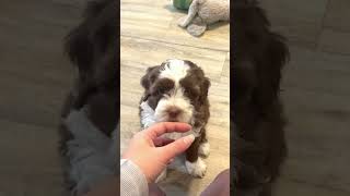 Australian Labradoodle Puppies for sale [upl. by Revlis]