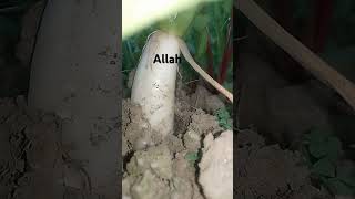 islamicshorts shortvideo beshak dujakh me jaane se bacho [upl. by Arytahs682]