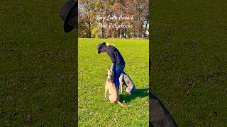 Thai Ridgeback Dogs Training 🔥 thairidgeback thairidgebacks thairidgebackdogs trd [upl. by Cousin60]