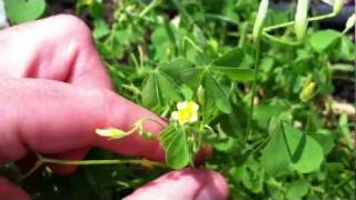 Lemon Clover  Yellow Woodsorrel  edible and tasty [upl. by Nnaacissej]