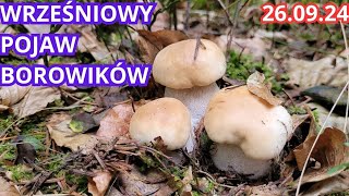 WRZEŚNIOWY POJAW BOROWIKÓW LASY PEŁNE GRZYBÓW 260924 [upl. by Aloiv]