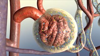 How Your Kidneys Work [upl. by Galina]