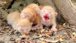 Newlyborn kittens living on the street looking for mother cat [upl. by Llenyr]