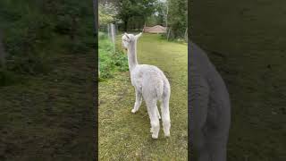 Alpaka Jeremy denmark alpacalife nature alpaca farmlife [upl. by Ecinom]