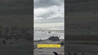 halfmoonbay halfmoonbayca california pacificocean top2024 nature [upl. by Ttej]