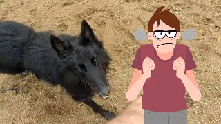 Dont Get a Belgian Shepherd if This Annoys You [upl. by Azilanna]