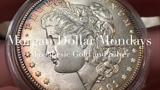 “MORGAN DOLLAR MONDAYS” with MASSABESIC GOLD and SILVER featuring 1901O 1885S and 1901P Dollars [upl. by Aknaib]