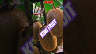 Beautiful kiwi fruitshorts farm kiwi fruit viral youtube trending [upl. by Romeyn]