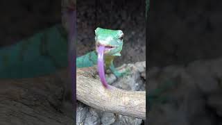 Feeding Basil the Tree Monitor BLUE HORNWORM CATERPILLARS VERY JUICY Varanus prasinus shorts [upl. by Morville]