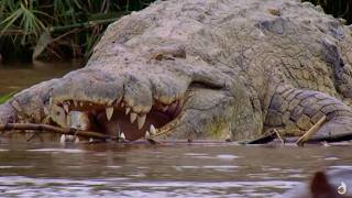 Burundi Deadliest Crocodile [upl. by Batty]