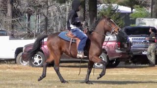 Big Mare Tennessee Walker at 2024 Prime Time Hallsville Trail Ride [upl. by Eliathas]