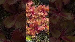 Drosera tubaestylis [upl. by Edgard]