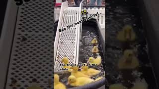 Ducklings play slides  part 1 cuteanimals adorableanimals ducklings animallover adorableducks [upl. by Koblick]