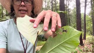 Asimina parviflora smallflowered pawpaw [upl. by Luigino264]