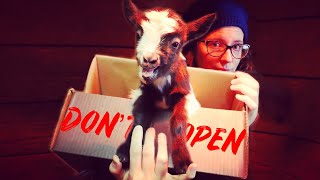 11 reasons why HOMESTEADERS QUIT GOATS [upl. by Novled]