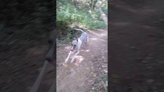 Whippet Dogs Jungle Run [upl. by Hun]