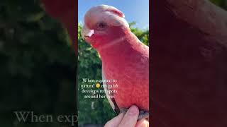 Did you know… galah galahcockatoo birdtricks sunlight parrots birds petparrot pet shorts [upl. by Tonie]