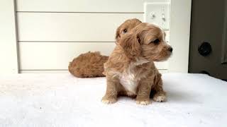 THE CUTEST Cavapoo puppies you will ever see 5 weeks old [upl. by Aytak]