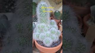 Mammillaria Bocasana cactumaniaspain plantas cactussuculentasjardin [upl. by Phina]