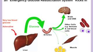 glucose homeostasis part 5 [upl. by Hametaf]