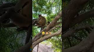 langoor bandar ki majedar video 🙉🐒😂🤘😱youtube viralvideo like monkey [upl. by Retsevel743]