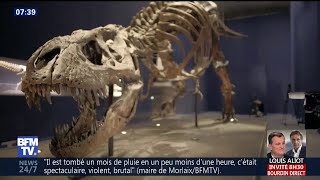 Un TRex quasi complet est à découvrir tout lété au Muséum dhistoire naturelle de Paris [upl. by Coombs578]