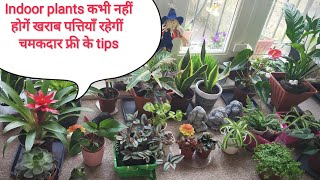 पौधे की पत्तियों को चमकदार बनायें फ्री में Indoor plants care tipsOrganic Gardening landscape [upl. by Etterrag]