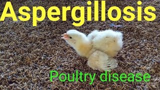 Aspergillosis disease in chickenpoultry firm [upl. by Aimee]