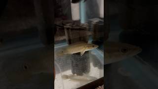 NEW PIKE CICHLIDaquarium monsterfish fishtank subscribe Crenicichlashorts fishtank [upl. by Lillith]