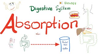 Absorption of Food  How nutrients reach your blood  Gastrointestinal GI Physiology [upl. by Dorette343]