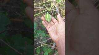 காட்டுப்புடலை பார்த்திருக்கீங்களா  Wild snake gourd  Trichosanthes cucumerina [upl. by Osana850]