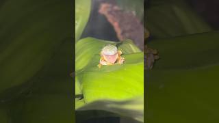 Tree frog eating his skin shortvideo frog shortsfeed frogs [upl. by Ludlew]