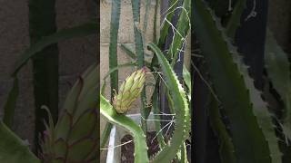 Cultivando en macetas flor de pitahaya su crecimiento virales pitahaya flores frutos macetas [upl. by Diena398]