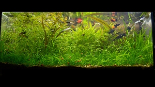 800 dni mojego 100l akwarium LowTech [upl. by Llenna]