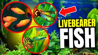 Why Livebearer Aquarium Fish Are Great For Beginners [upl. by Hermina716]