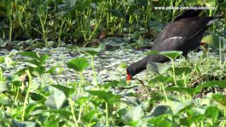 Common Moorhen Gallinula chloropus [upl. by Syned]