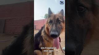 Best treatment of Mange in Dogs  Demodicosis treatment in dogs youtubeshorts pets doglover [upl. by Story]