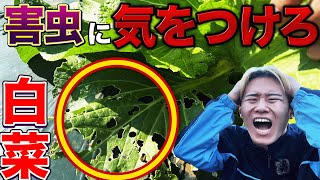 【結球しない？】白菜栽培で虫にやられた方は要注意です！その害虫について [upl. by Fidelis]