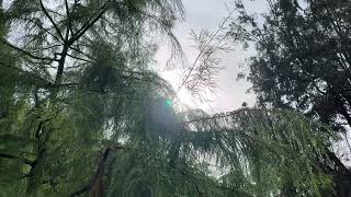 Bald cypress  branches amp leaves in the sun amp rain  October 2024 [upl. by Mendelsohn614]