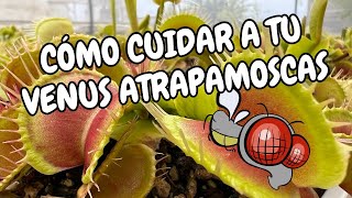 Cuidado y Mantenimiento de Dionaea muscipula [upl. by Luckin854]