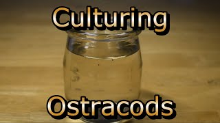 How to culture Ostracods [upl. by Almat917]